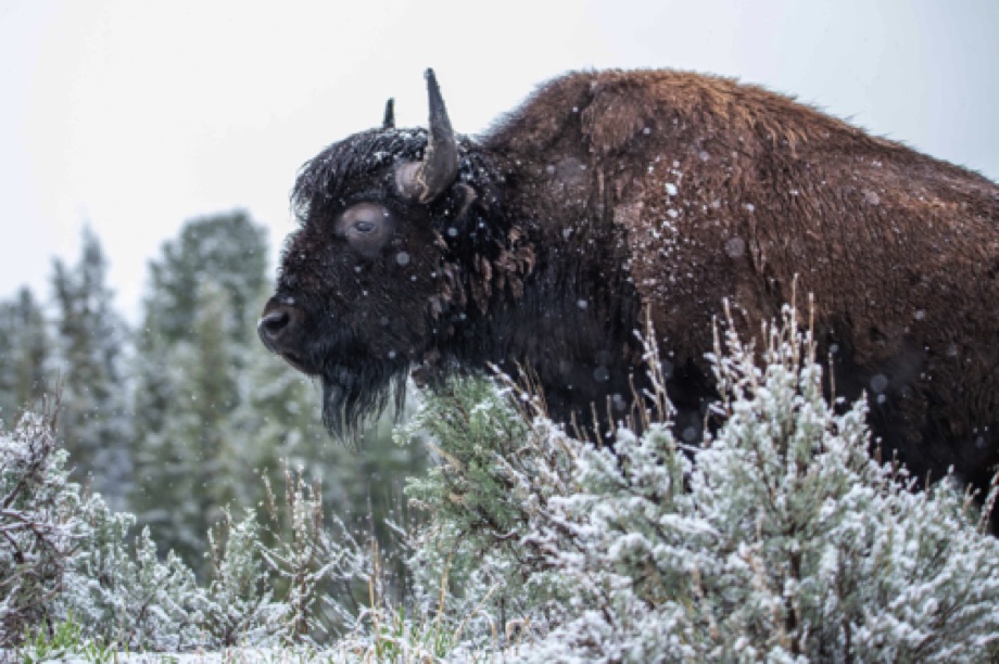 Bison in Snow Storm
Lamar Valley, Yellowstone